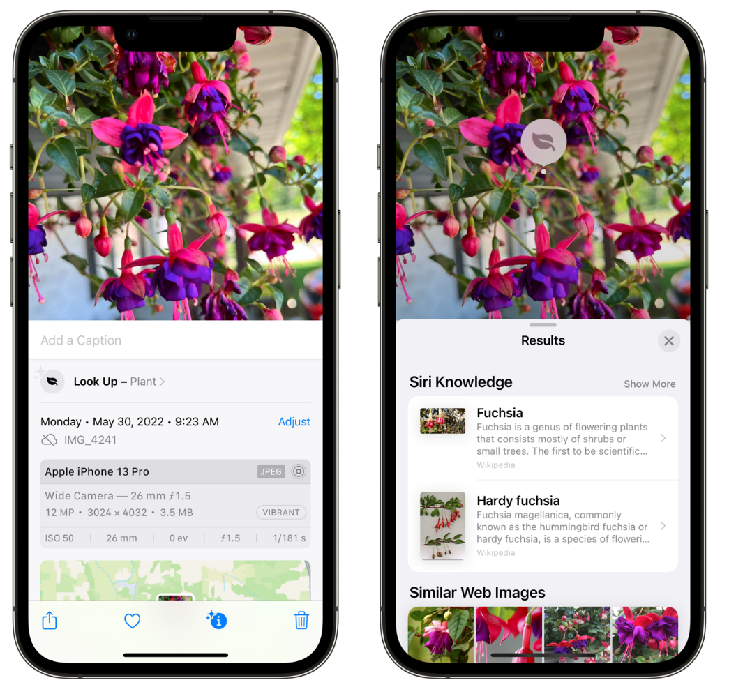 恩施苹果手机维修分享小技巧：使用 iPhone 相机识别花卉植物 